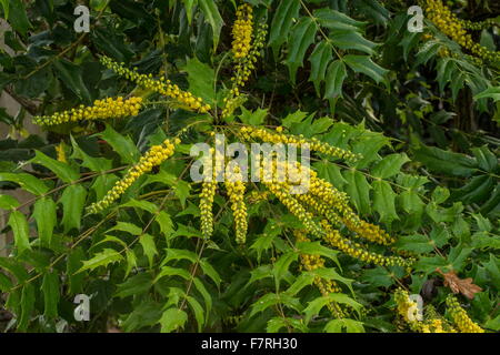 Japanese holly-grape, Mahonia japonica shrubs in flower in early winter. Hampshire. Stock Photo