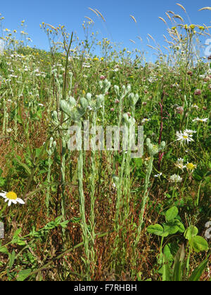 Common Cudweed, Woolbeding Countryside Stock Photo