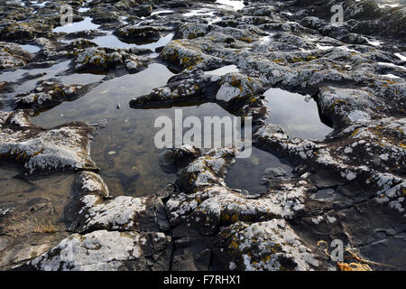 Rock pools on the Northumberland Coast, Northumberland. Stretching from Lindisfarne to Druridge Bay, this coastline has pretty fishing villages and deserted beaches. Stock Photo