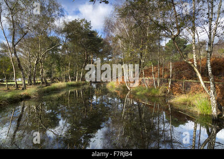 Brownsea Island, Dorset. This island wildlife sanctuary is a haven for wildlife such as red squirrels and a huge variety of birds. Stock Photo