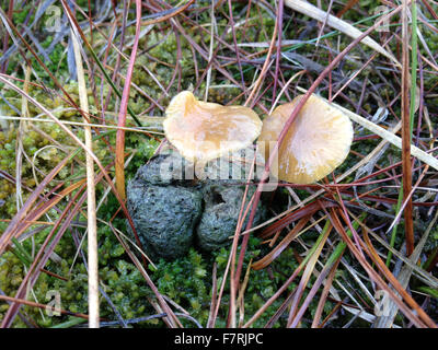 Coprophilous fungi, Wharfedale Stock Photo