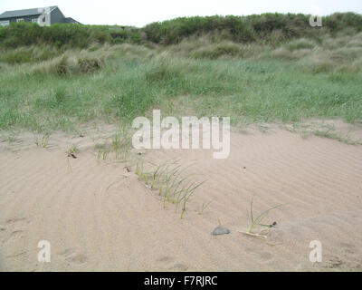 Dune stabilization with sand couchgrass, Dunstanburgh and Newton Coast Stock Photo