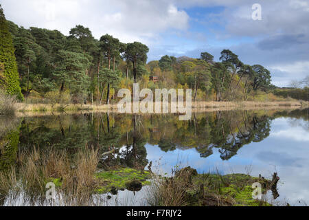 Brownsea Island, Dorset. This island wildlife sanctuary is a haven for wildlife such as red squirrels and a huge variety of birds. Stock Photo