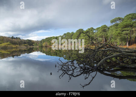 Brownsea Island, Dorset. This island wildlife sanctuary is a haven for wildlife such as red squirrels and a huge variety of birds. Stock Photo