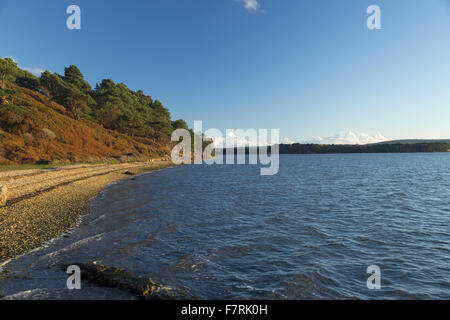 Near Pottery Pier on Brownsea Island, Dorset. This island wildlife sanctuary is a haven for wildlife such as red squirrels and a huge variety of birds. Stock Photo
