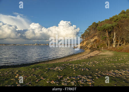 Near Pottery Pier on Brownsea Island, Dorset. This island wildlife sanctuary is a haven for wildlife such as red squirrels and a huge variety of birds. Stock Photo