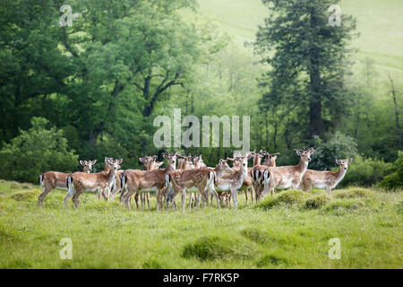 Fallow deer in the Deer Park at Dinefwr, Carmarthenshire, Wales. Dinefwr is a National Nature Reserve, historic house and 18th-century landscape park, enclosing a medieval deer park. Stock Photo