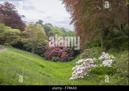 Cornwall Rhododendron Mounds of flowering rhododendrons billow above sloping lawns full of ...
