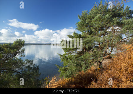 The south shore of Brownsea Island, Dorset. This island wildlife sanctuary is a haven for wildlife such as red squirrels and a huge variety of birds. Stock Photo