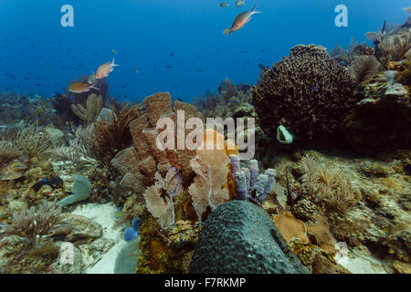 Close-up of colorful corals, sea fans, sponges and fish at coral reef off Roatan. Stock Photo