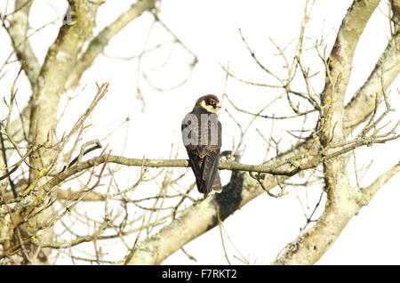 Hobby, juvenile perching in tree Stock Photo