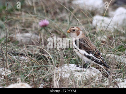 Snow bunting, The Leas, South Shields Stock Photo