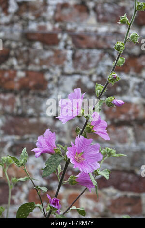 Flowers growing in the garden at Oxburgh Hall, Norfolk. Oxburgh was built in 1482 by the Catholic Bedingfield family. The moated hall is surrounded by nearly 28 hectares of gardens with streams and woodland walks. Stock Photo