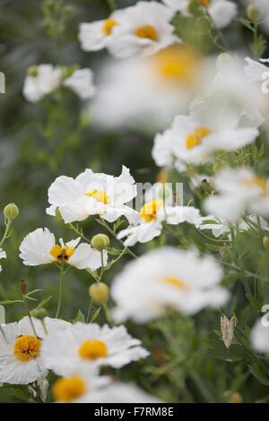 Flowers growing in the garden at Oxburgh Hall, Norfolk. Oxburgh was built in 1482 by the Catholic Bedingfield family. The moated hall is surrounded by nearly 28 hectares of gardens with streams and woodland walks. Stock Photo