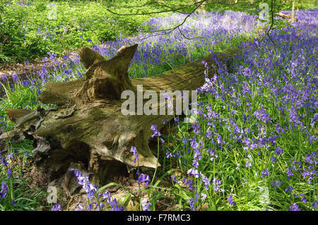 A fallen tree trunk amongst a carpet of bluebells in the woodland of Calke Abbey. Stock Photo