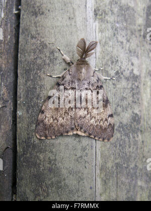 Gypsy moth, Lymantria dispar dispar, male Stock Photo - Alamy