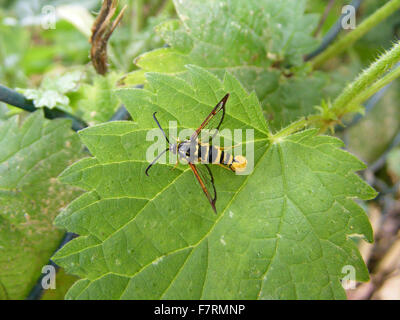Yellow-legged Clearwing Moth Stock Photo