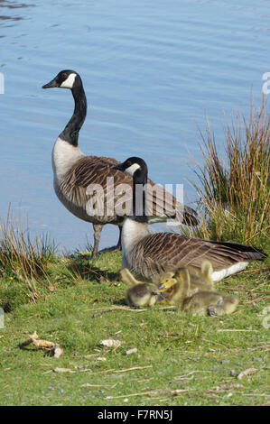 Canada geese family, pair with five goslings at the water's edge, Buttermere Valley. Stock Photo
