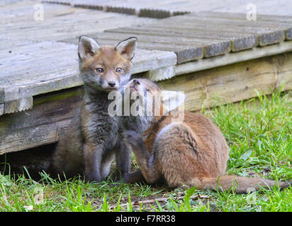Fox cubs, two in garden by decking, one scratching. Stock Photo