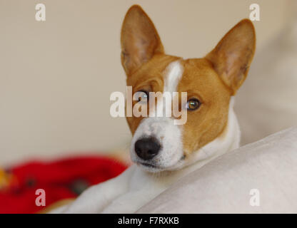 Indoor portrait of royal basenji dog (side view Stock Photo - Alamy