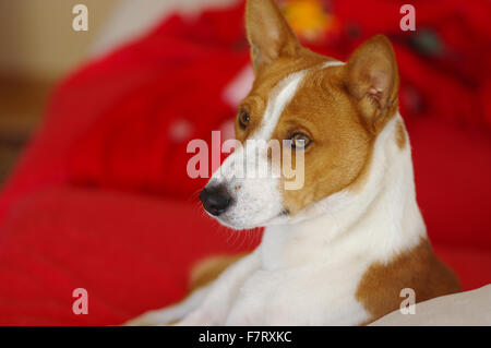 Indoor portrait of royal basenji Stock Photo - Alamy