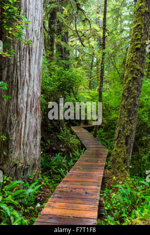 Rainforest, Rainforest Trail Pacific Rim Nationalpark, Vancouver Island ...