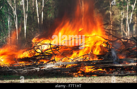 Fierce flames smoke and raging fire from burning  bonfire in bush Stock Photo