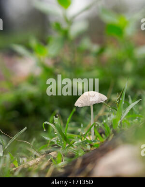 Life emerges after spring rain with green grass, mushroom fungi and raindrops Stock Photo