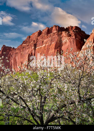 Apple blossoms and cliffs. Fruita, Capitol Reef National Park,. Utah Stock Photo