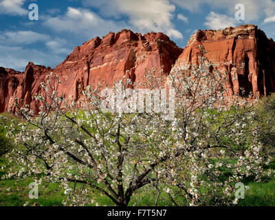 Apple blossoms and cliffs. Fruita, Capitol Reef National Par,k. Utah Stock Photo