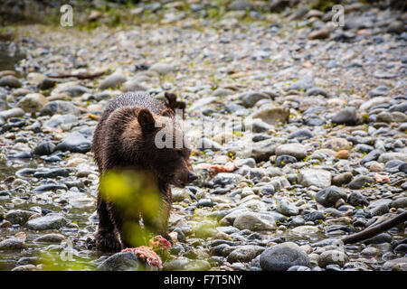 Grizzly bears in the Orford River Valley, Vancouver Island, British Columbia, Canada Stock Photo