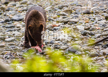 Grizzly bears in the Orford River Valley, Vancouver Island, British Columbia, Canada Stock Photo