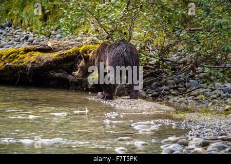 Grizzly bears in the Orford River Valley, Vancouver Island, British Columbia, Canada Stock Photo