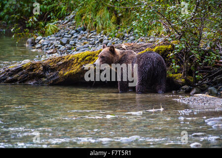 Grizzly bears in the Orford River Valley, Vancouver Island, British Columbia, Canada Stock Photo