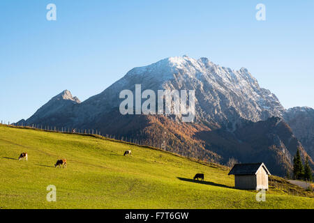 Cows on a pasture, alpine meadow, Katzmann behind, 2713m, Ramsau bei Berchtesgaden, Bavaria, Germany Stock Photo