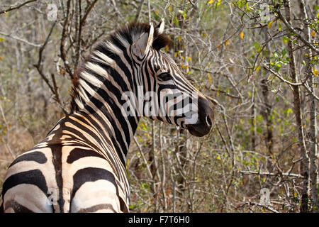 Burchell's Zebra (Equus quagga burchelli), Hluhluwe-Imfolozi National Park, Province of KwaZulu-Natal, South Africa Stock Photo