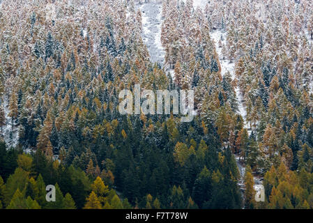 Snowy trees, spruce and larch trees in autumn, Trentino Province, Province of South Tyrol, Italy Stock Photo