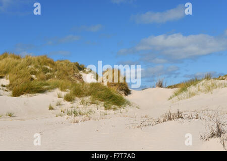 Dune with beach grass, Helgoland-Düne island, Heligoland, Schleswig-Holstein, Germany Stock Photo