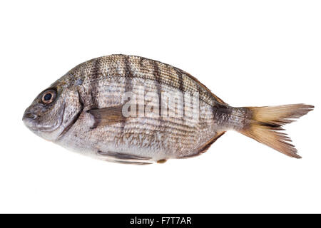 Raw Tilapia studio macro shoot Stock Photo