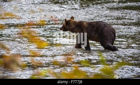 Grizzly bears in the Orford River Valley, Vancouver Island, British Columbia, Canada Stock Photo