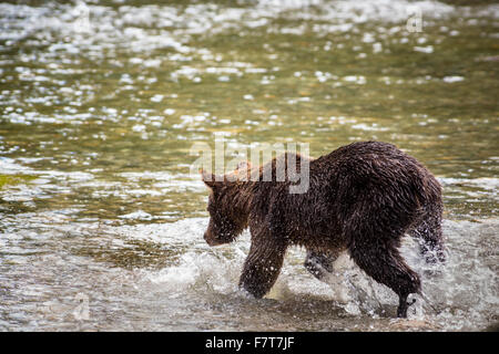 Grizzly bears in the Orford River Valley, Vancouver Island, British Columbia, Canada Stock Photo