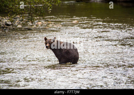 Grizzly bears in the Orford River Valley, Vancouver Island, British Columbia, Canada Stock Photo