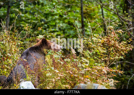 Grizzly bears in the Orford River Valley, Vancouver Island, British Columbia, Canada Stock Photo