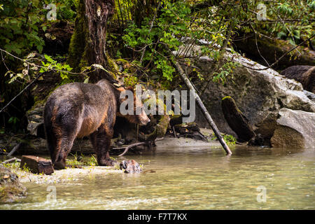 Grizzly bears in the Orford River Valley, Vancouver Island, British Columbia, Canada Stock Photo