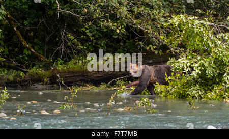 Grizzly bears in the Orford River Valley, Vancouver Island, British Columbia, Canada Stock Photo