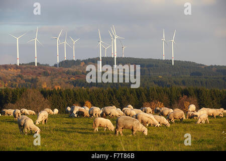 Sheep grazing in front of wind turbines in Waigandshain, Westerwald, Rhineland-Palatinate, Germany Stock Photo