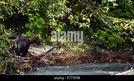 Grizzly bears in the Orford River Valley, Vancouver Island, British Columbia, Canada Stock Photo