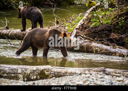 Grizzly bears in the Orford River Valley, Vancouver Island, British Columbia, Canada Stock Photo