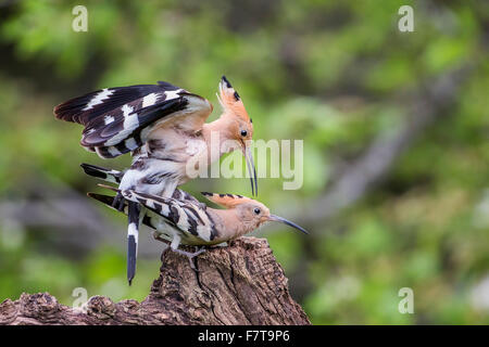 Hoopoe (Upupa epops) pair mating, Tuscany, Italy Stock Photo