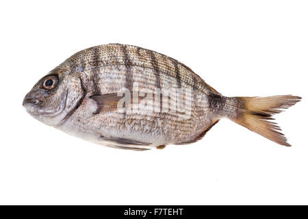 Raw Tilapia studio macro shoot Stock Photo